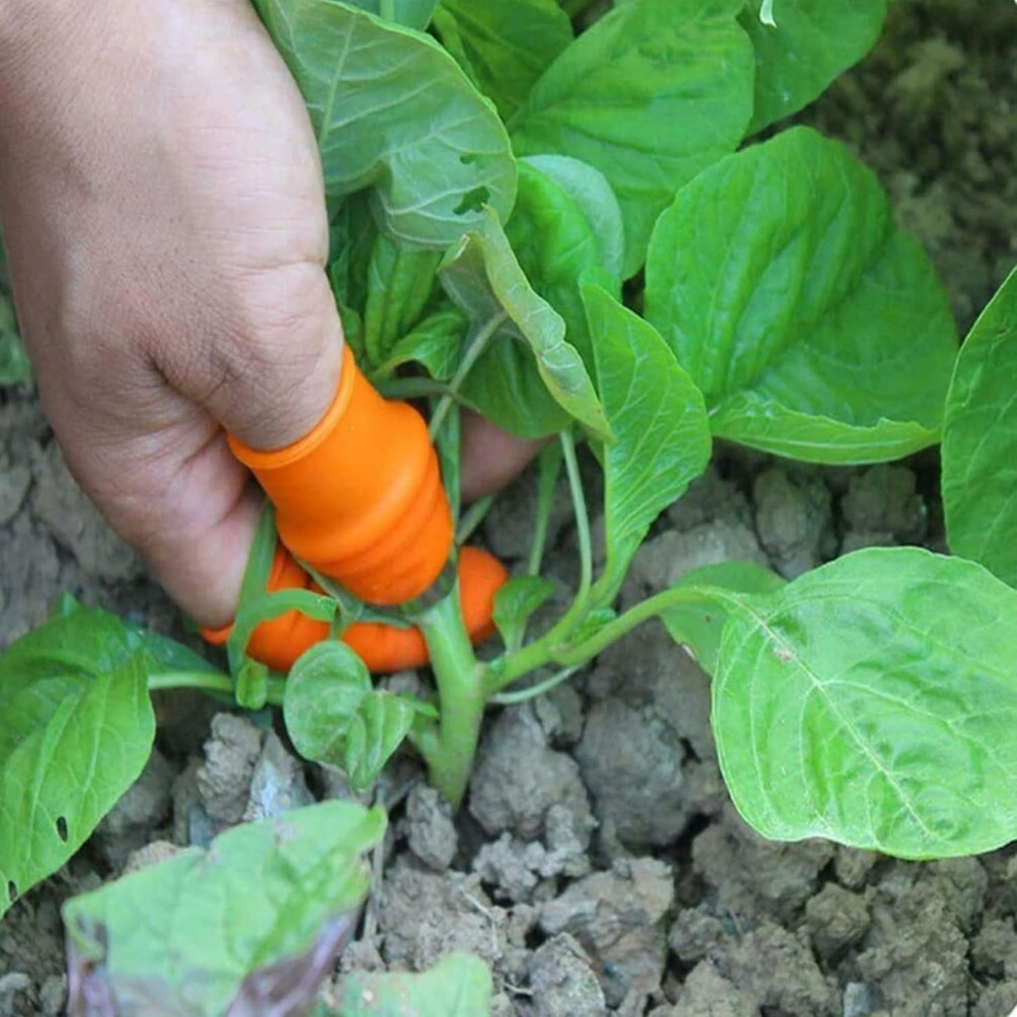 Thumb Knife with 1 Finger Protectors | Kitchen Cutter Set for Vegetables, Fruits & Herbs | Includes Garlic Peeler | Handy Kitchen Tool for Easy Food Prep